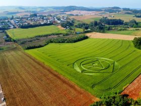 Agroglifos aparecem em plantao de trigo em Ipuau, no Oeste de SC