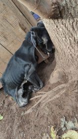 Mulher  presa por maus-tratos a animais em So Jos do Sul 