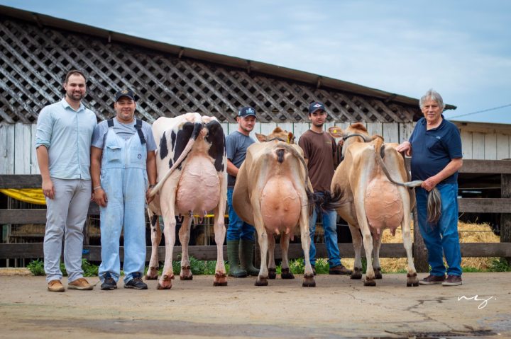  da raa Jersey!  Nanda Celebrity Aviostoso, a vaca  do expositor Carlos Jacob Wallauer tem mais uma conquista