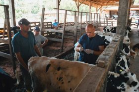 Salvador do Sul oferece vacinao gratuita contra a brucelose