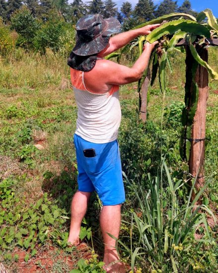 Pitaya: Novidade na agricultura de So Jos do Sul ganha destaque