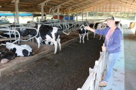 Jovem produtora de Salvador do Sul investe no bem-estar do rebanho para garantir boa produtividade no leite