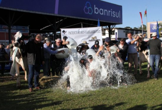 Concurso, finalizado na tarde desta tera-feira, 30 de agosto, consagrou duas vacas da Granja Cichelero, de Carlos Barbosa, como as grandes campes Jovem e Adulta. A 554 Finger, Ca